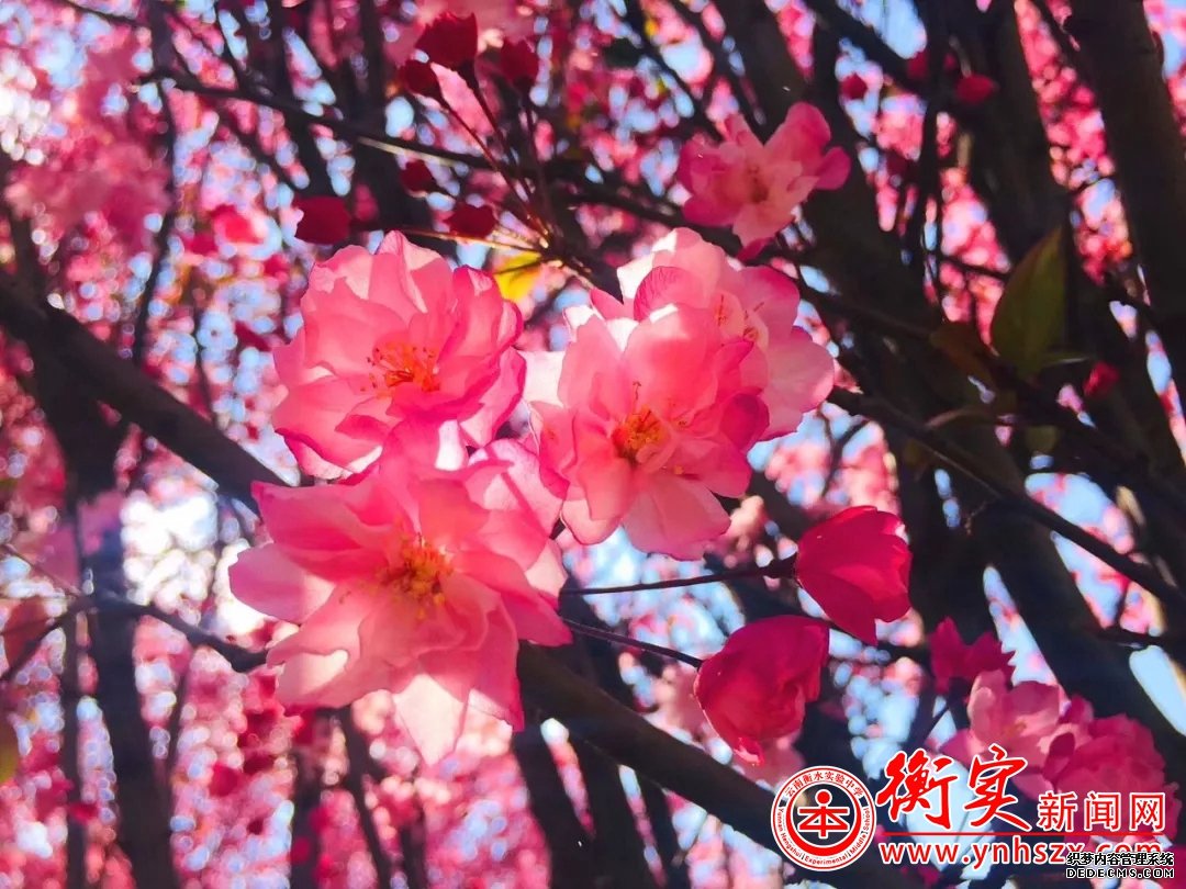 为校园添一抹绿色∣云南衡水实验中学宜良校区开展植树活动