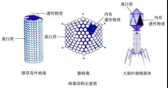 生物老师带你利用学科知识解读新冠肺炎