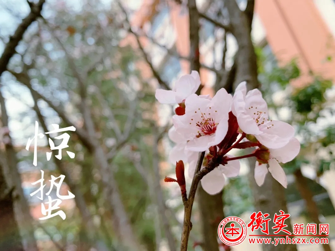 惊蛰已至|待你归来赏遍春满校园